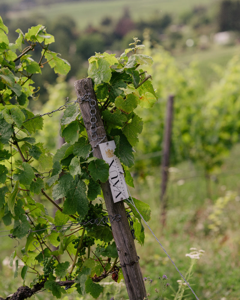 VAUX l’Artiste brut 2018